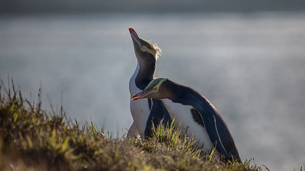Penguin Spotting in New Zealand 5 Best Places to See Them